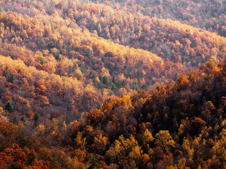 POTD: Auburns of Autumn