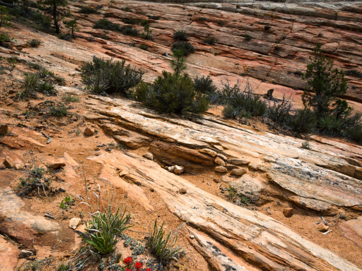 POTD: Checkerboard Paintbrush