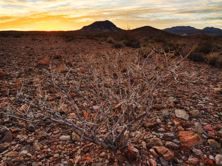 POTD: Desert Camo