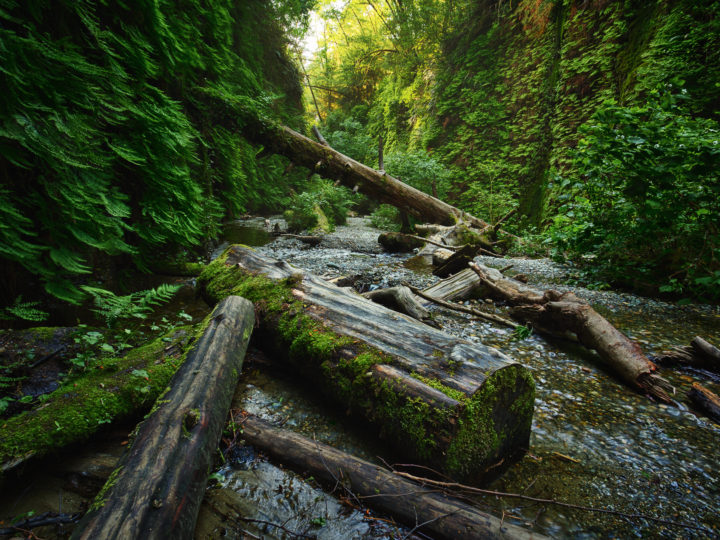 POTD: Fern Gullies