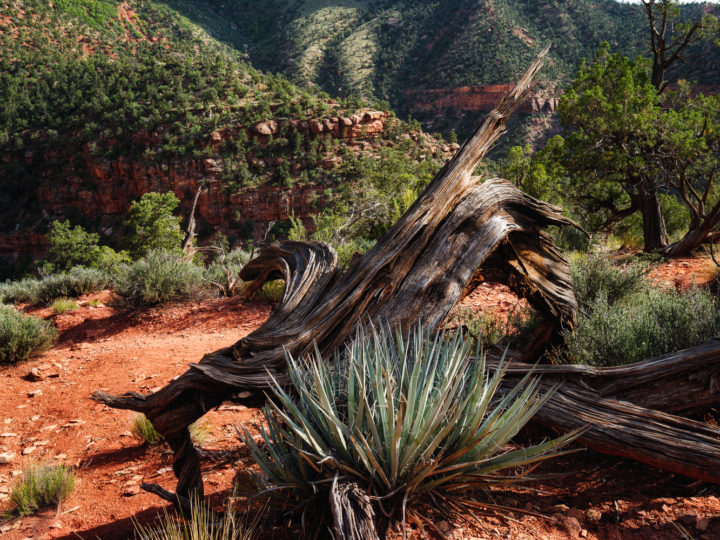 POTD: Guardian Of Zion