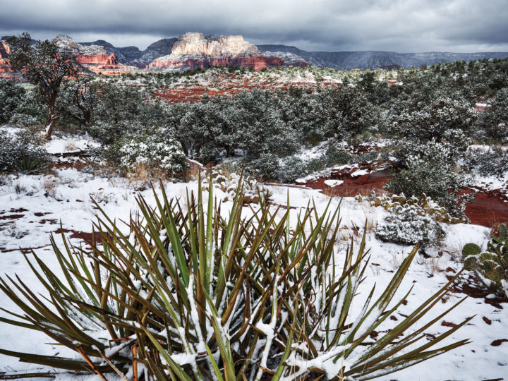 POTD: Red Coat