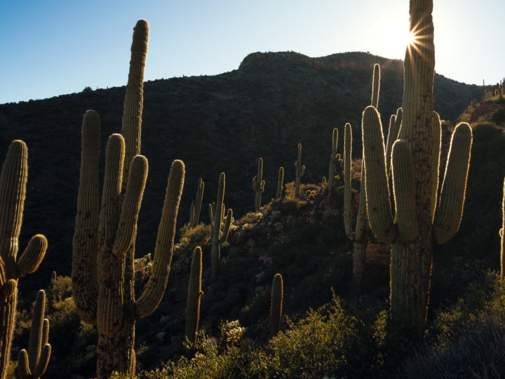 POTD: Saguaro Glow