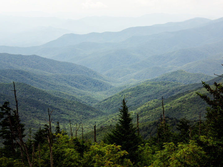 POTD: Sea Of Green