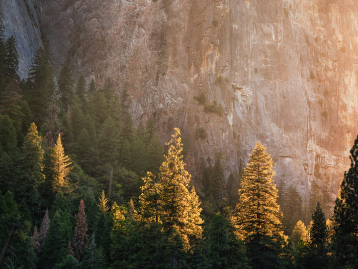 POTD: Tree Lights