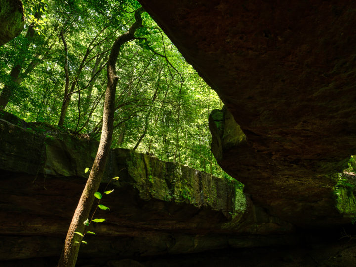 POTD: Undergrowth