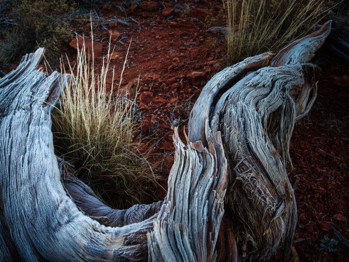 POTD: Warped & Weathered