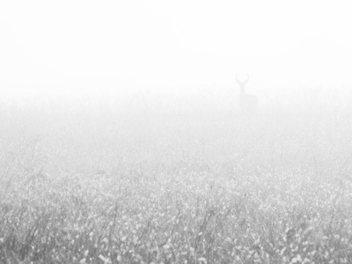 POTD: Whitetail