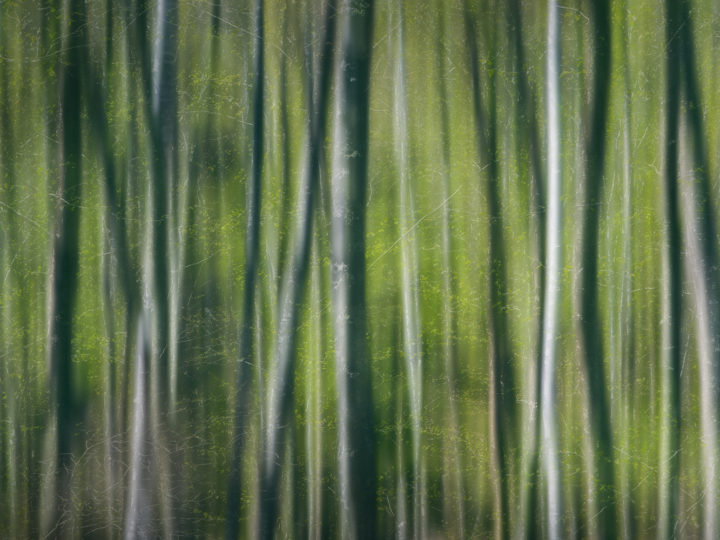 POTD: Wild Woods