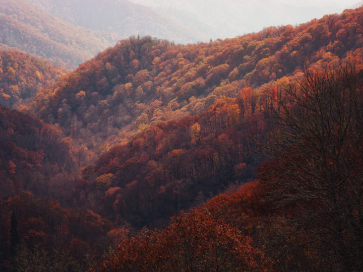 POTD: Forest Rust