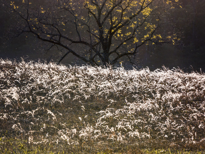 POTD: Zephyr